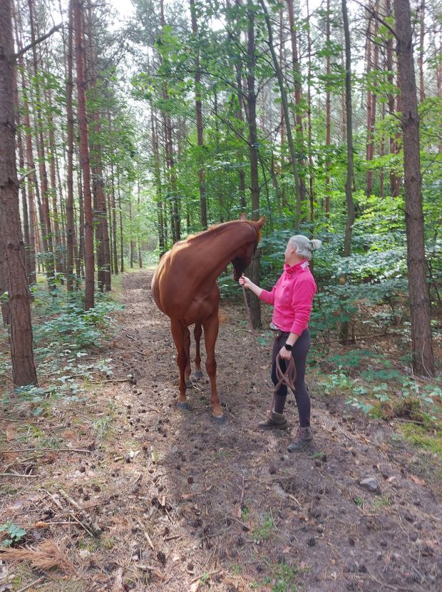 koń w lesie